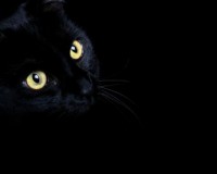 Yeux d'un chat noir sur fond noir